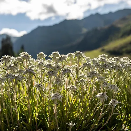 فندق بيرغ هوتل هوكفوغن