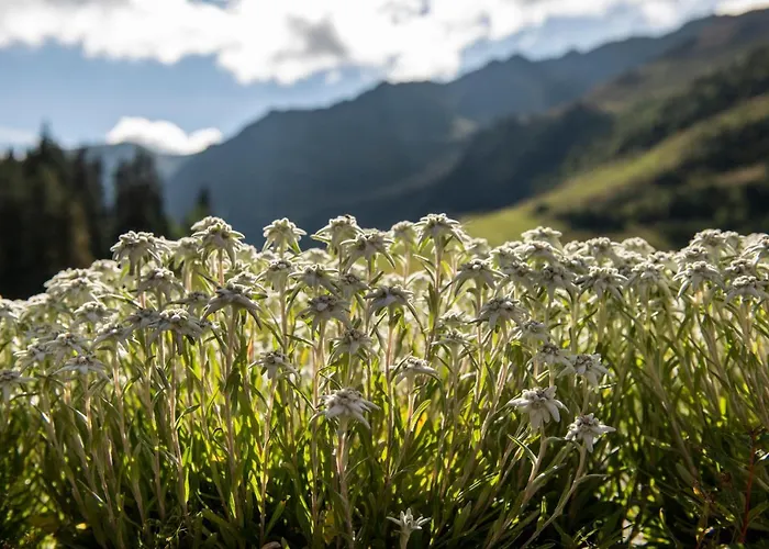 Hotel Berghotel Hochfuegen